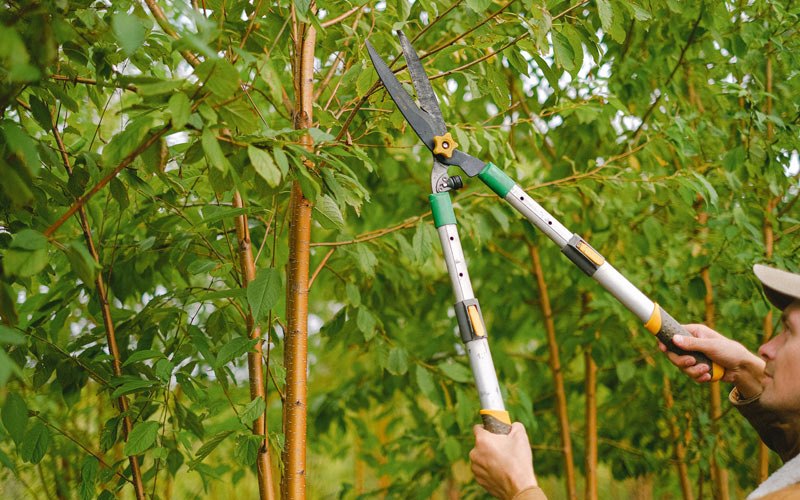 Tree trimming in Loxahatchee, FL